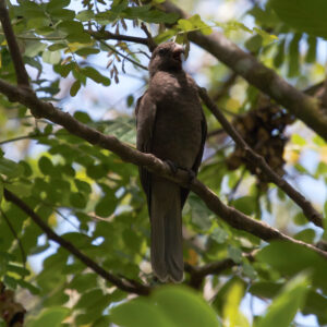 A wild Seychelles Parrot perches in a tree