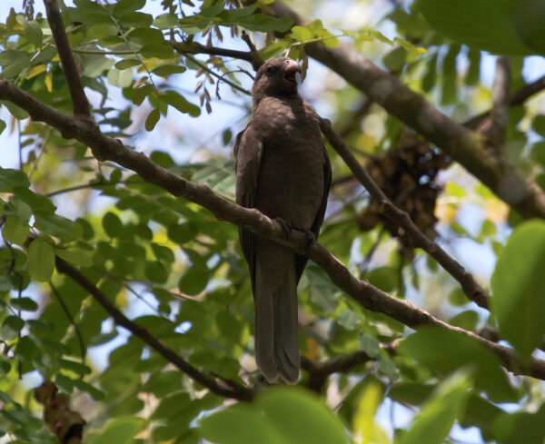 A wild Seychelles Parrot perches in a tree