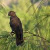 A wild Seychelles Parrot perches in a tree