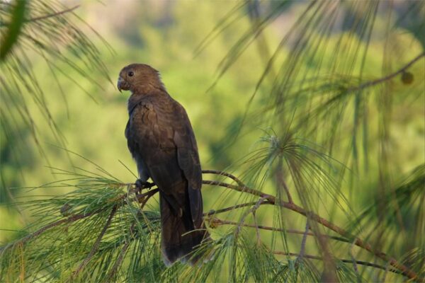 A wild Seychelles Parrot perches in a tree