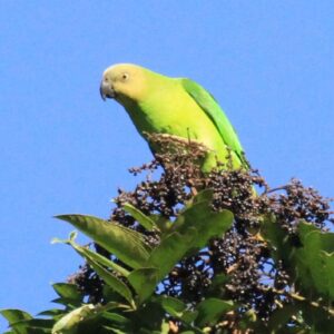 A wild Singing Parrot perches atop a tree