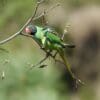 A wild Slaty-headed Parakeet perches in a tree