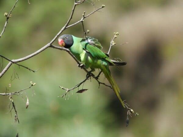 A wild Slaty-headed Parakeet perches in a tree