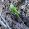 A wild Slaty-headed Parakeet perches on a tree trunk