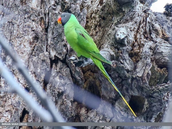 A wild Slaty-headed Parakeet perches on a tree trunk