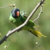 A wild Slaty-headed Parakeet perches in a tree