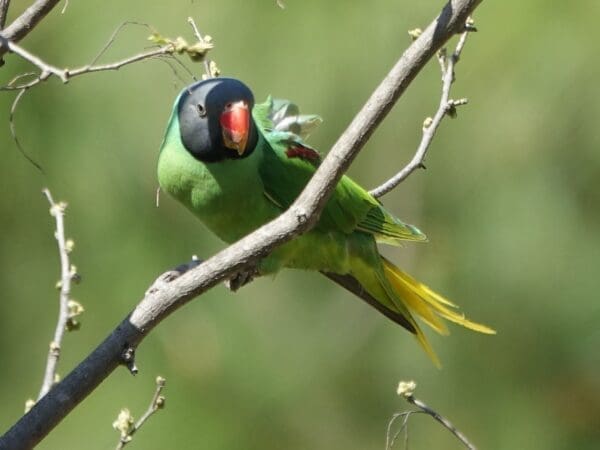 A wild Slaty-headed Parakeet perches in a tree