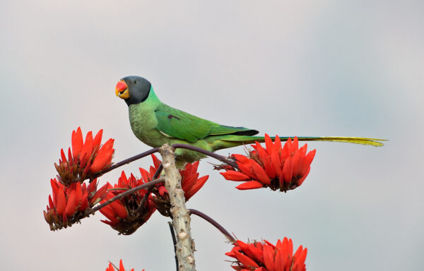 A wild male Slaty-headed Parakeet perches atop a flowering tree