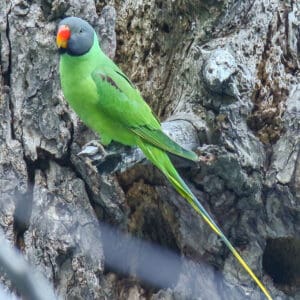 A wild Slaty-headed Parakeet perches on a tree trunk