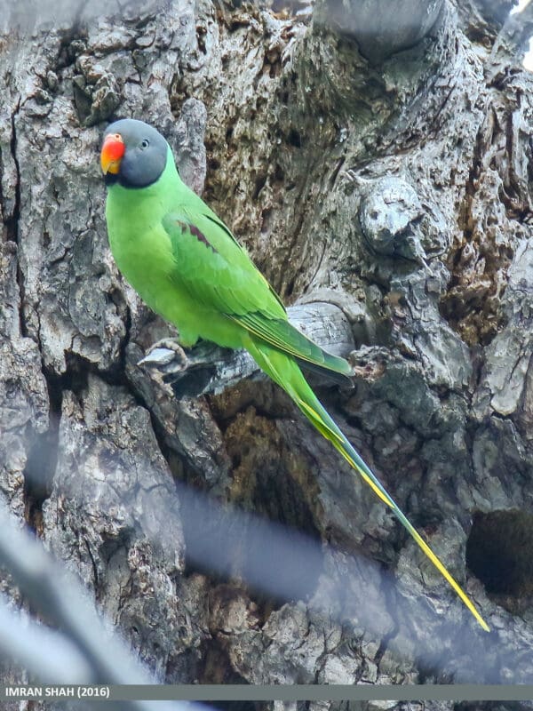 A wild Slaty-headed Parakeet perches on a tree trunk