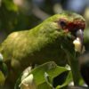 A wild Slender-billed Conure feeds on fruit