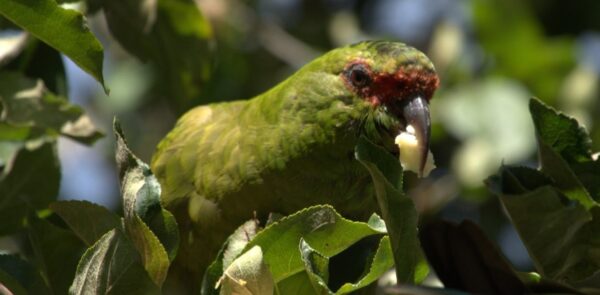 A wild Slender-billed Conure feeds on fruit