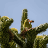 A wild Slender-billed Conure feeds on a blossom