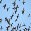 A flock of wild Slender-billed Conures wings across the sky