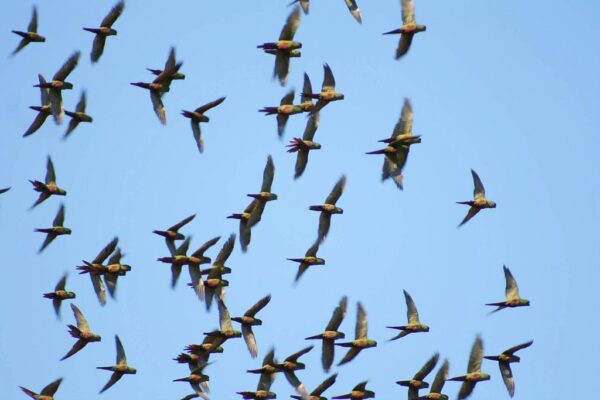 A flock of wild Slender-billed Conures wings across the sky