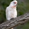 © Corey Raffel A wild Slender-billed Corella perches on a limb