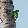A wild Southern Mealy Amazon clings to a palm trunk