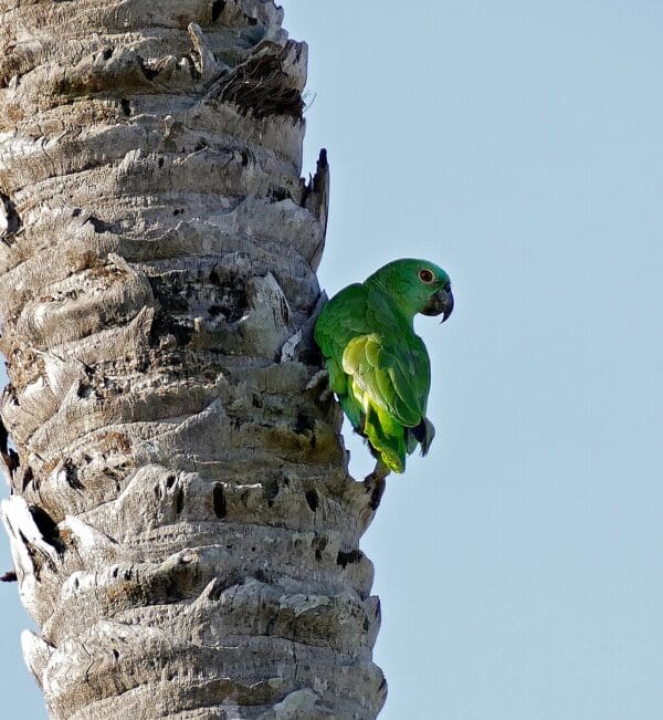 A wild Southern Mealy Amazon clings to a palm trunk