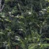 Wild Southern Mealy Amazons take flight