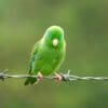 A wild Spectacled Parrotlet perches on barbed wire