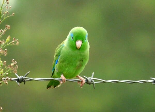 A wild Spectacled Parrotlet perches on barbed wire