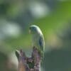 © Andres Hoyos CC BY-NC-SA 2.0 via Flickr A wild Spectacled Parrotlet perches atop a branch