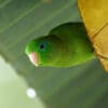 © Nick Athanas CC BY-NC-SA 2.0 via Flickr A wild Spectacled Parrotlet clings to a leaf