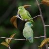 © Nick Athanas CC BY-NC-SA 2.0 via Flickr Wild Spectacled Parrotlets, , female top, male bottom, perch in a tree