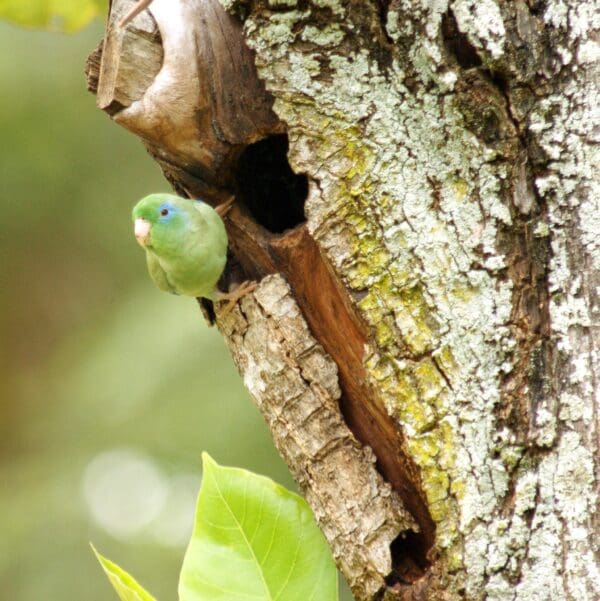 A wild Spectacled Parrotlet clings to a cavity entrance