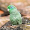 A wild Spectacled Parrotlet perches on a rock