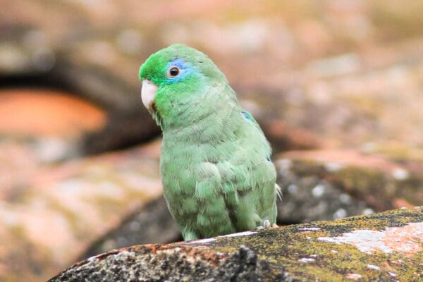 A wild Spectacled Parrotlet perches on a rock