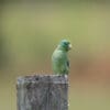 A wild male Spectacled Parrotlet perches on a post