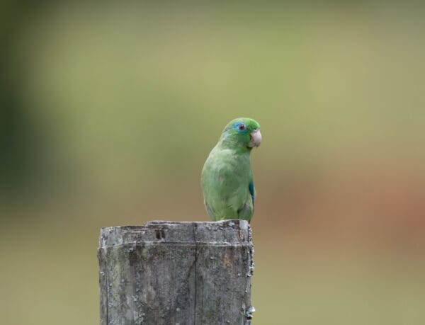 A wild male Spectacled Parrotlet perches on a post