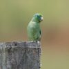 © budgora CC BY-NC-ND 2.0 via Flickr A wild male Spectacled Parrotlet perches on a post