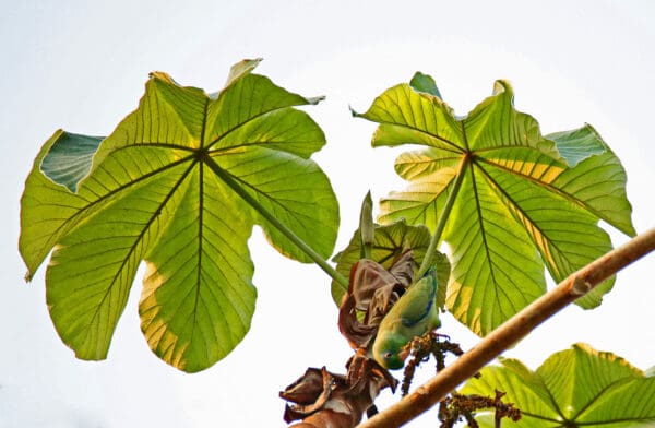 A wild Spectacled Parrotlet feeds high in the canopy