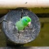 © Corey Raffel A wild Spectacled Parrotlet peeks out of a cavity in a log