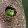 © Corey Raffel A wild Spectacled Parrotlet peeks out of a nest cavity