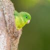© Corey Raffel A wild Spectacled Parrotlet peeks out of a nest cavity