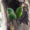 © Nick Athanas CC BY-NC-SA 2.0 via Flickr Wild Spectacled Parrotlets perch at nest cavity entrance