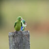 A wild female Spectacled Parrotlet, front, and a male, back, perch on a post