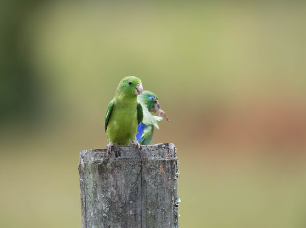 A wild female Spectacled Parrotlet, front, and a male, back, perch on a post