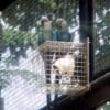 Spix's Macaws perch in an enclosure at Jurong Bird Park, Singapore