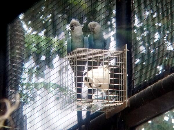 Spix's Macaws perch in an enclosure at Jurong Bird Park, Singapore