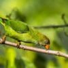 A wild female Sri Lanka Hanging Parrot creeps along a branch