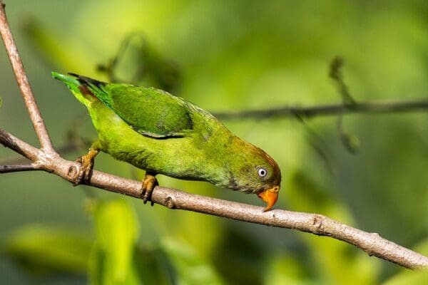 A wild female Sri Lanka Hanging Parrot creeps along a branch