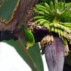 © Nick Athanas CC BY-NC-SA 4.0 via Flickr A wild Sri Lanka Hanging Parrot dangles from a banana tree