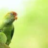 A wild male Sri Lanka Hanging Parrot perches in a tree