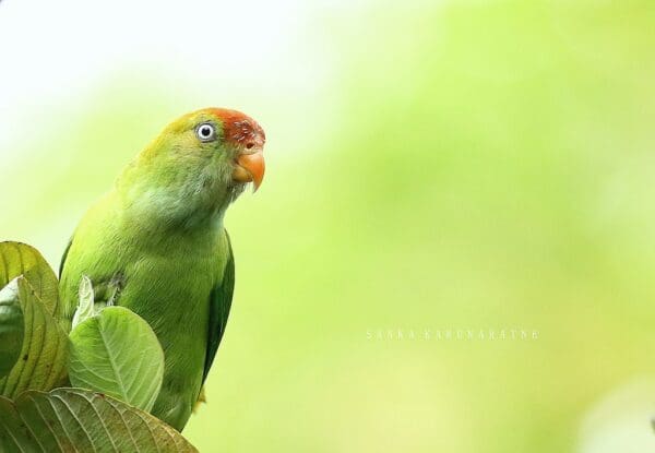 A wild male Sri Lanka Hanging Parrot perches in a tree