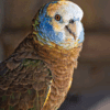 A closeup of a St. Vincent Amazon