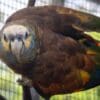 A St. Vincent Amazon clings to cage wire